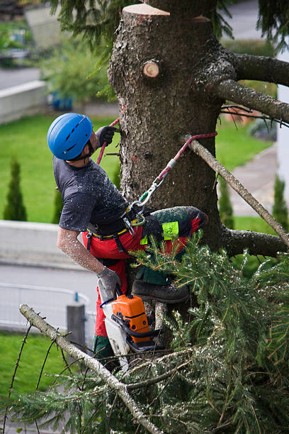 Best Lawn Irrigation Installation and Maintenance  in Huntington Beach, CA
