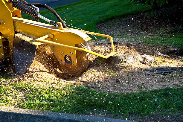 How Our Tree Care Process Works  in  Huntington Beach, CA